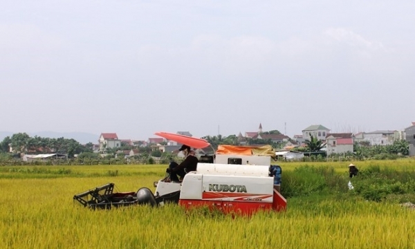Phó chủ tịch thị trấn ra đường chặn máy gặt lúa xuống đồng